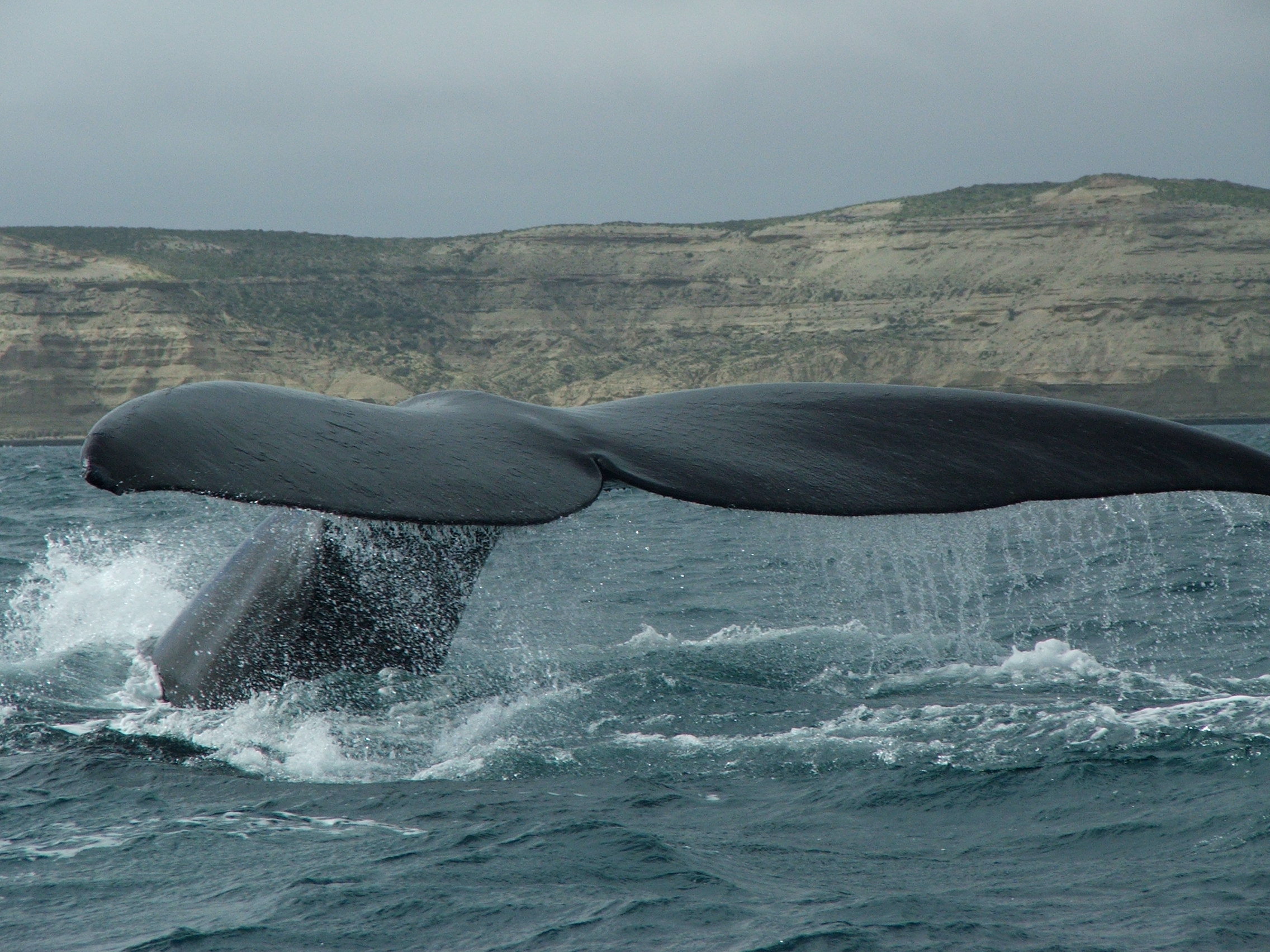 Valdes Southern right whale