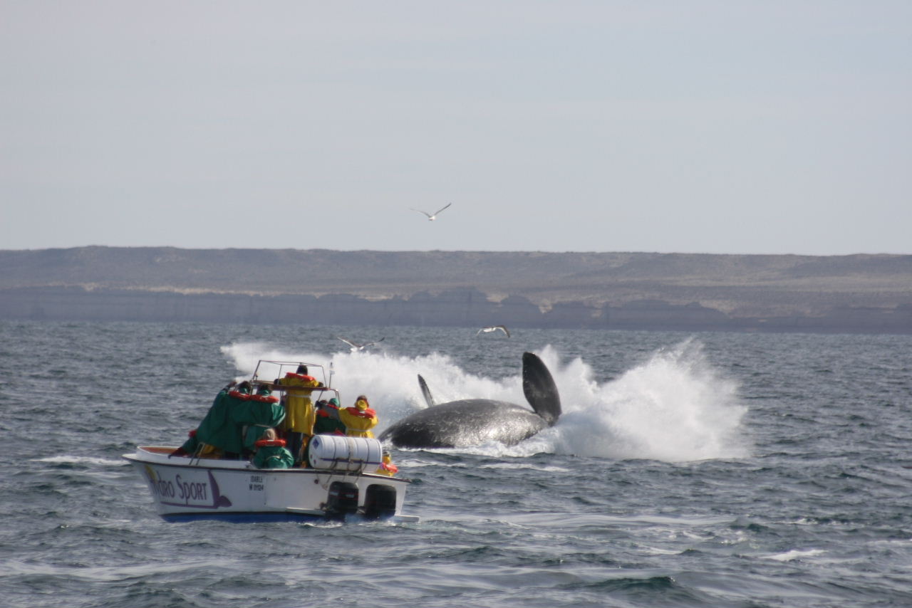 Valdes Southern right whale