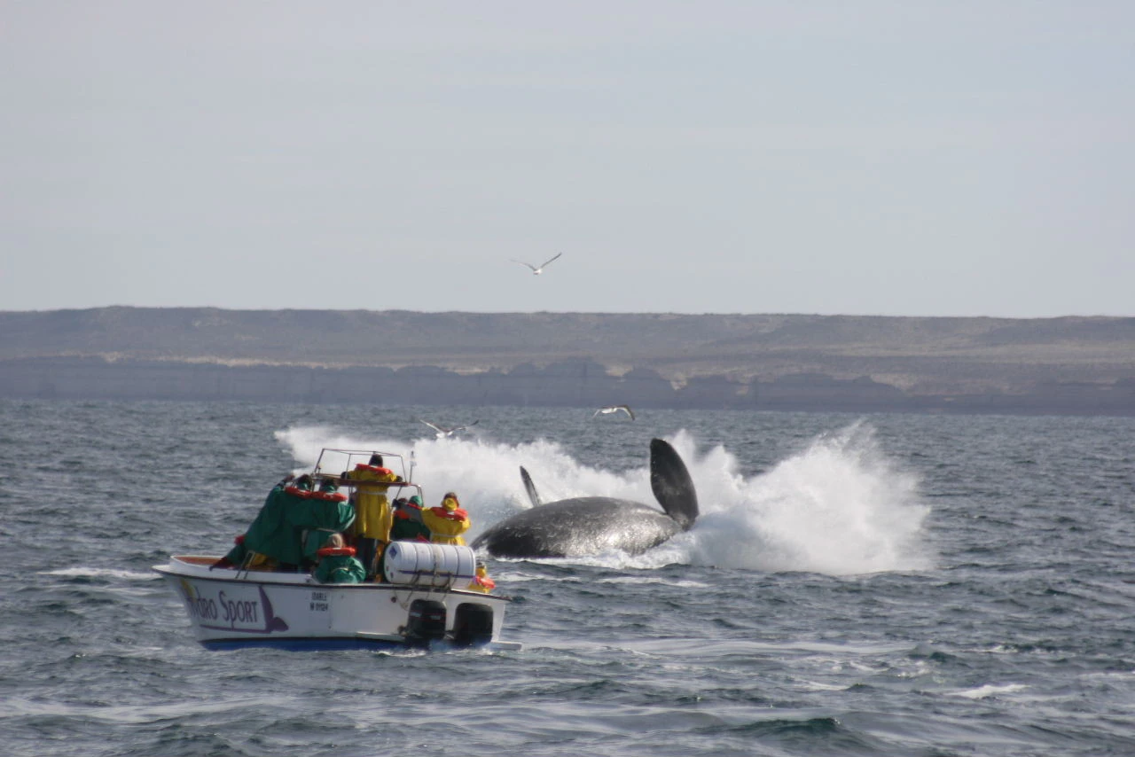 Whale watching in Valdes Peninsula, Argentina | Swoop Patagonia