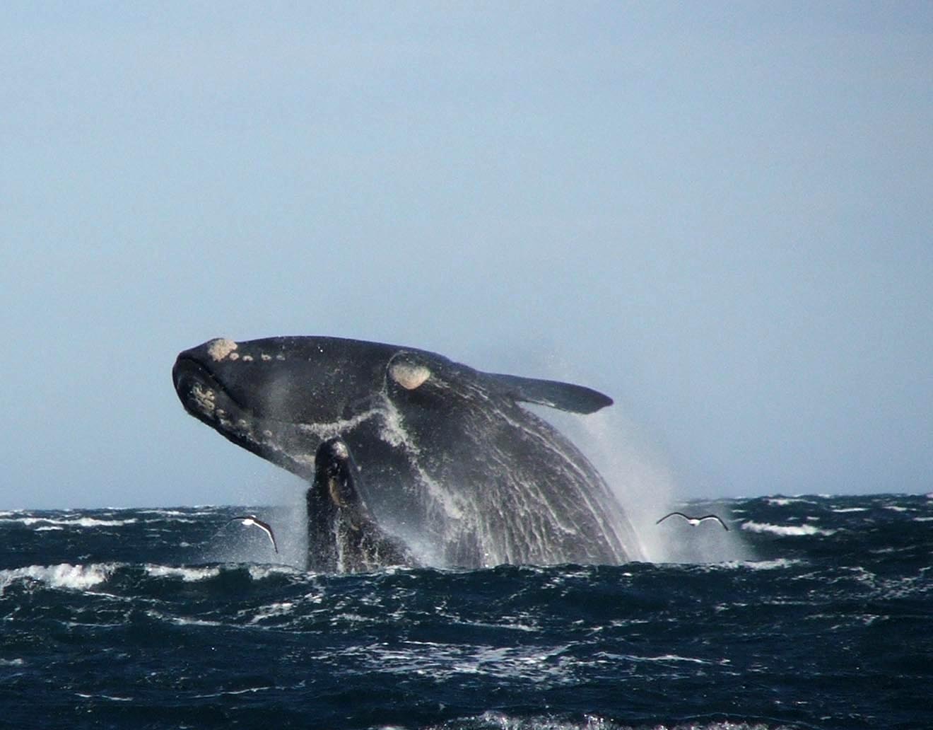 Valdes Southern right whale