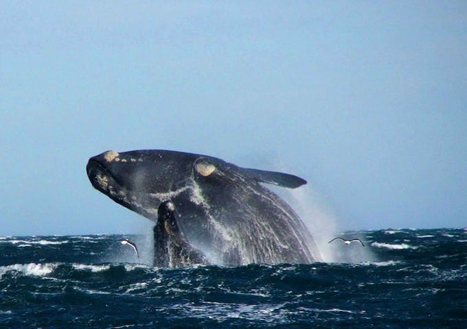 Valdes Southern right whale