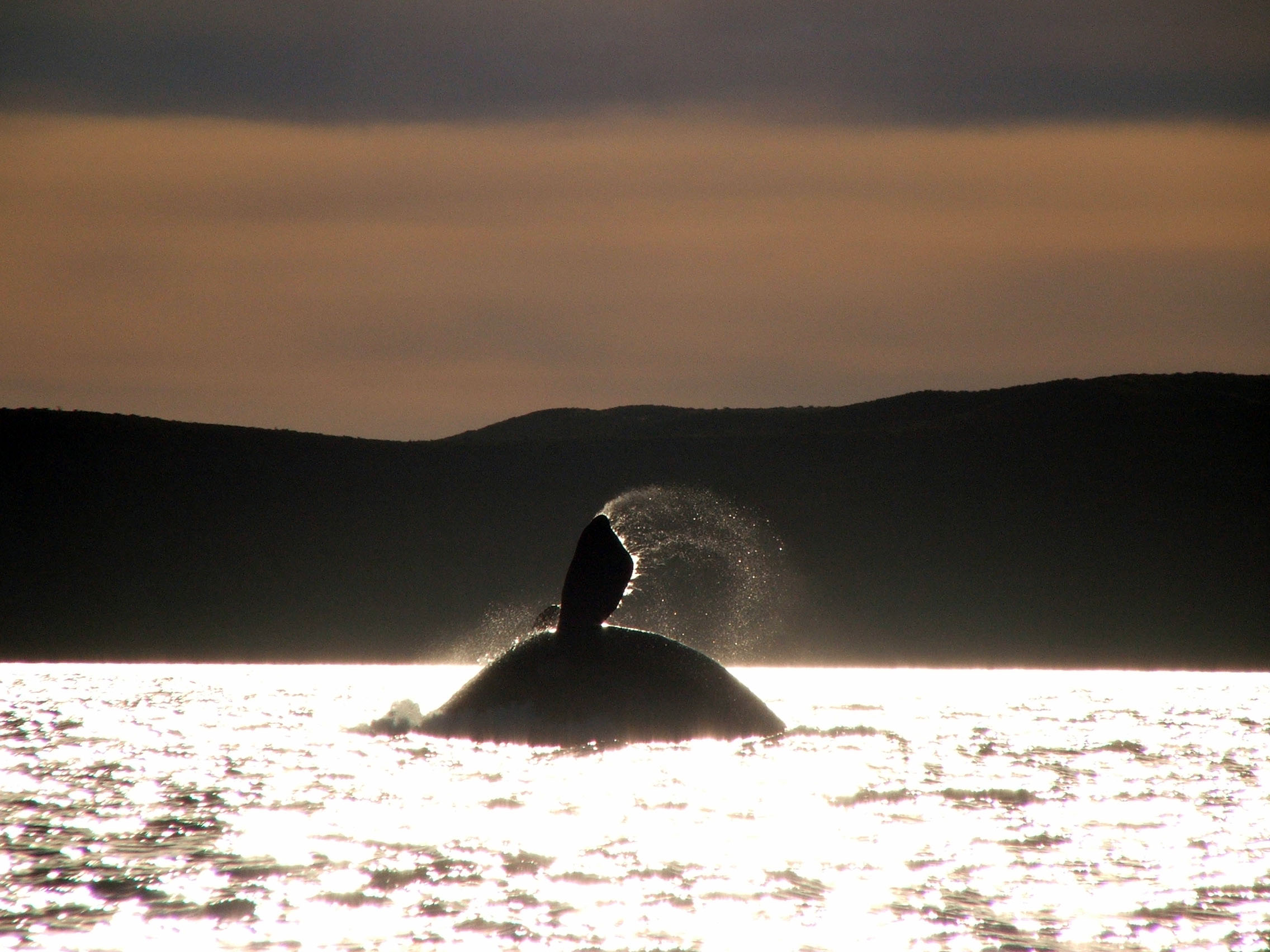 Valdes Southern right whale