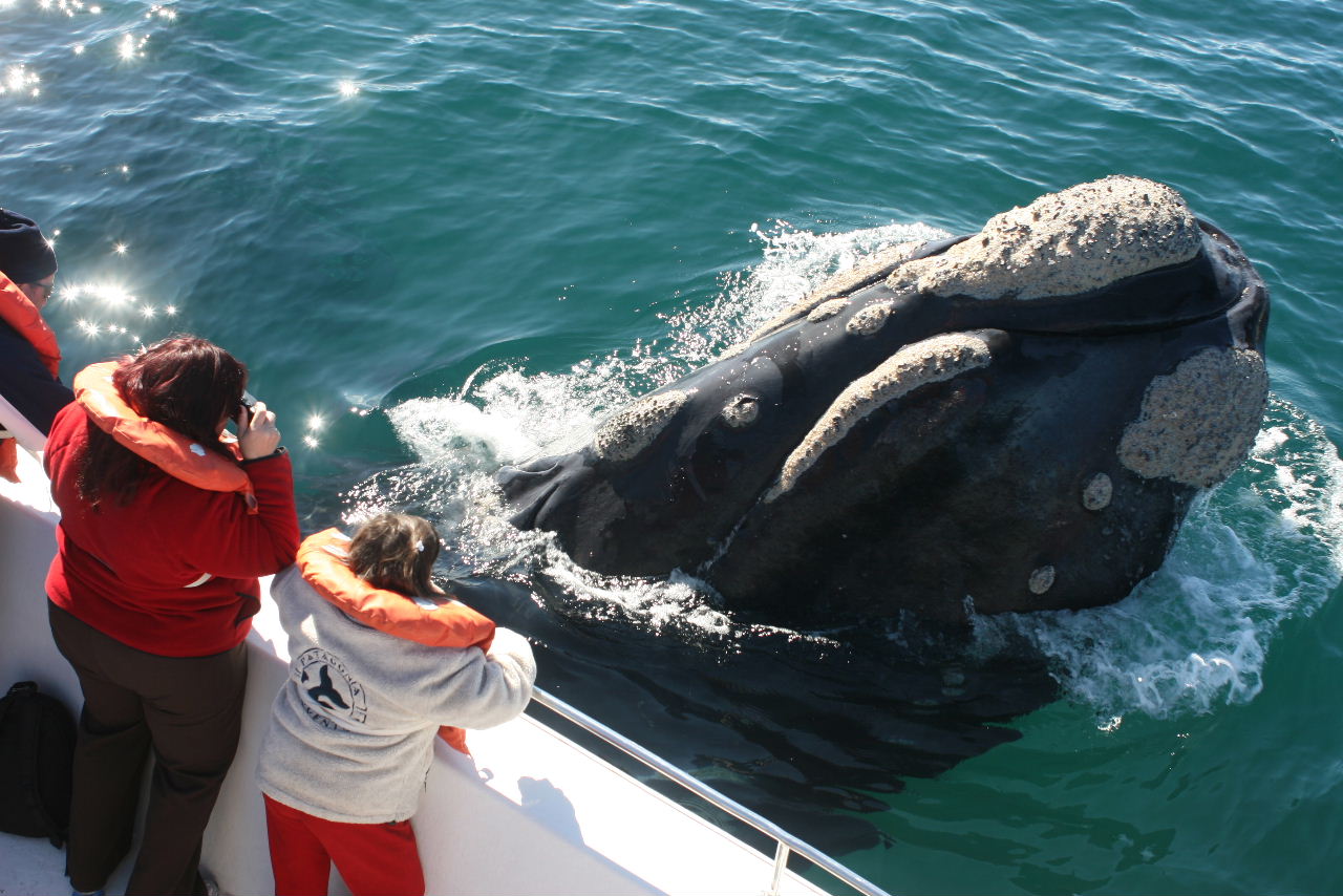 Whale Watching in Patagonia | Swoop Patagonia