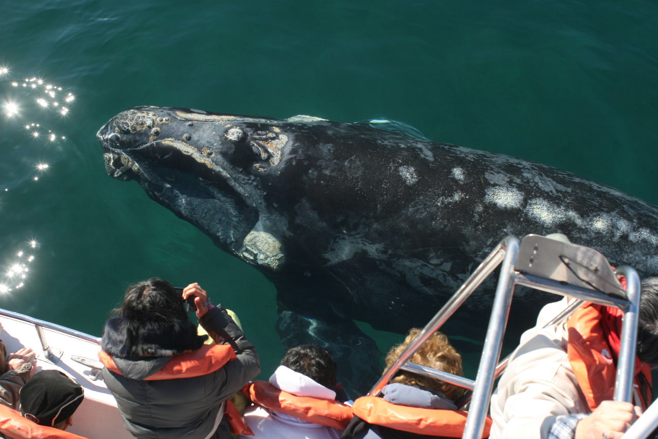 Valdes Southern right whale