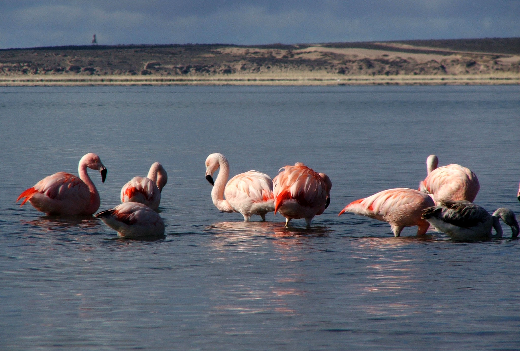 Valdes flamingos