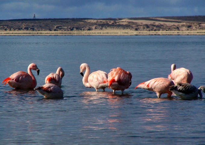 Valdes flamingos
