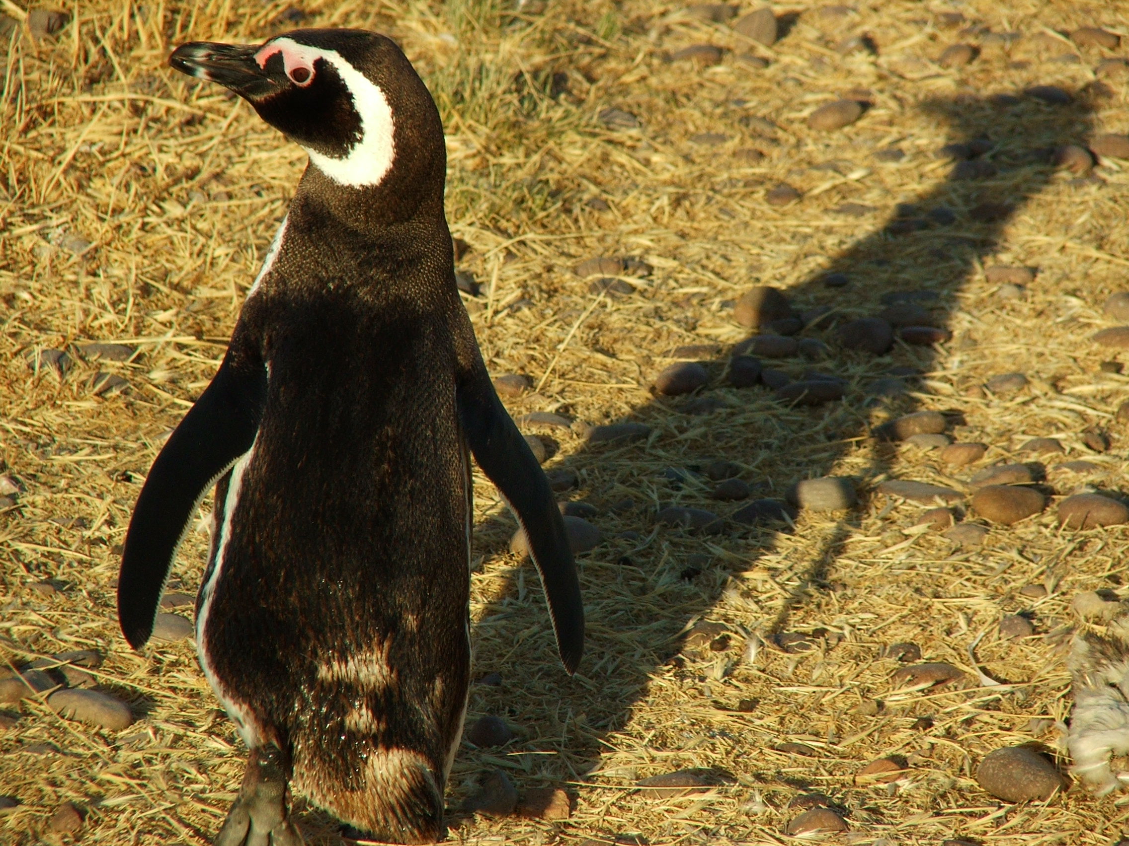 Wildlife in Peninsula Valdés