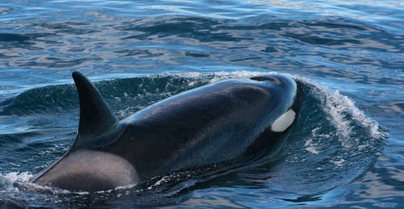 Orca at Peninsula Valdés, Argentina