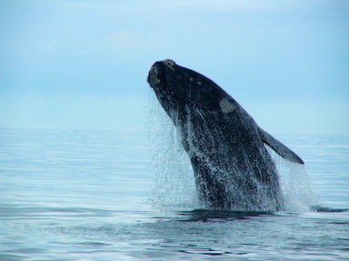 Southern right whale, Valdes Peninsula, Argentina
