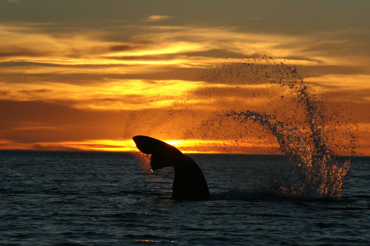 Whales by sunset, Peninsula Valdes, Patagonia, Argentina