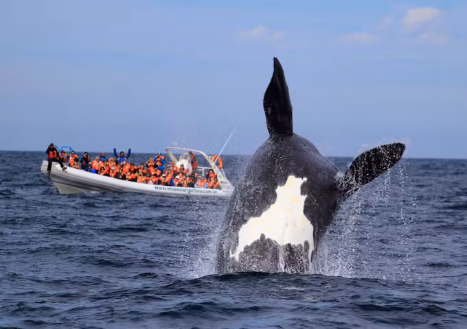 Valdes whale watching