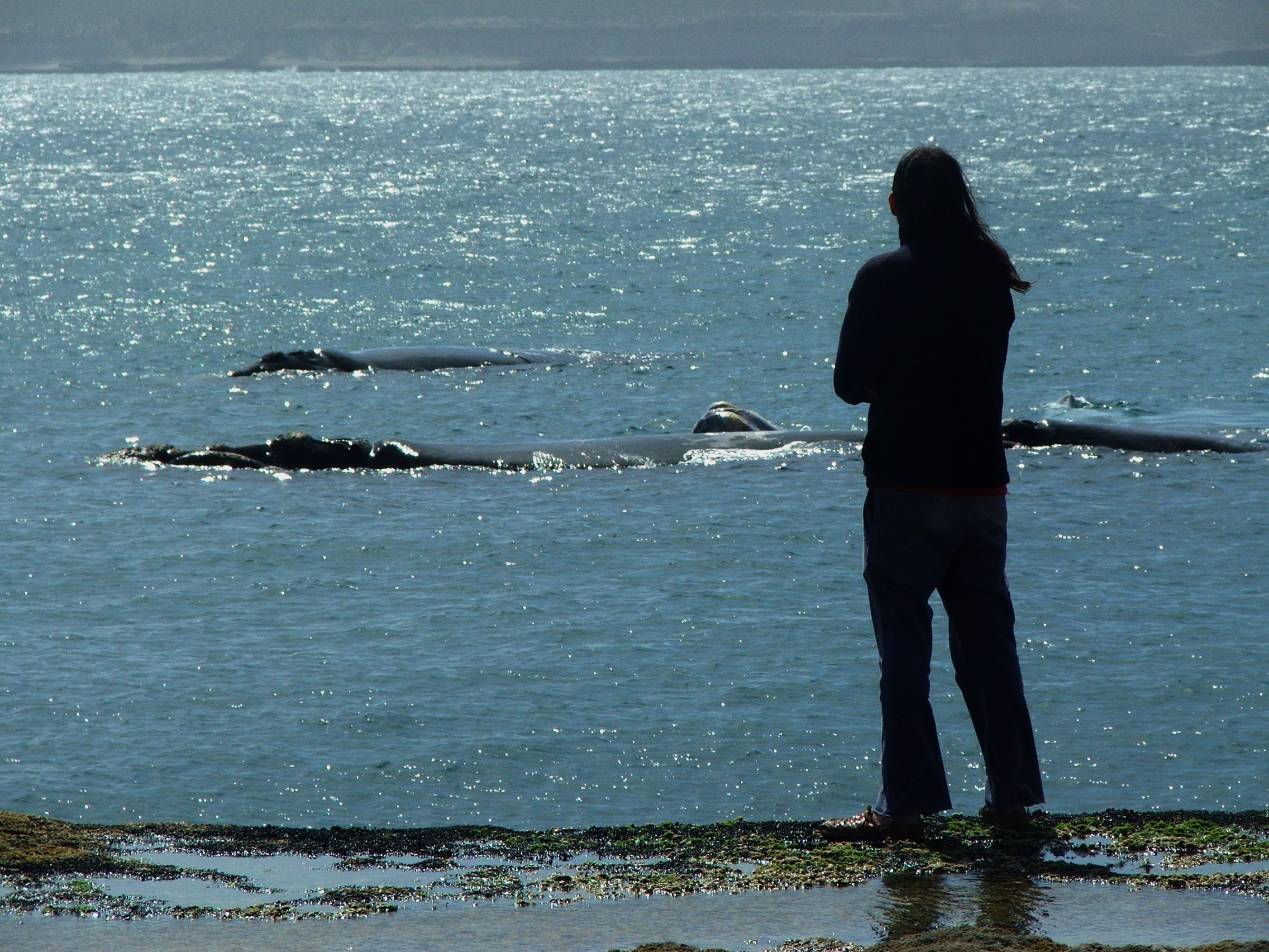 Valdes whales from cliff 