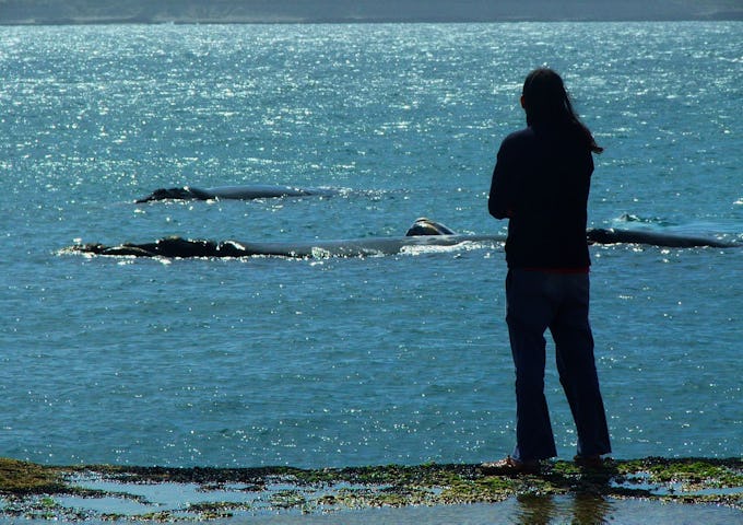 Valdes whales from cliff