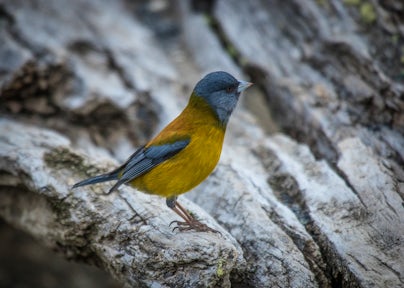 Birdwatching from Serrano Camp