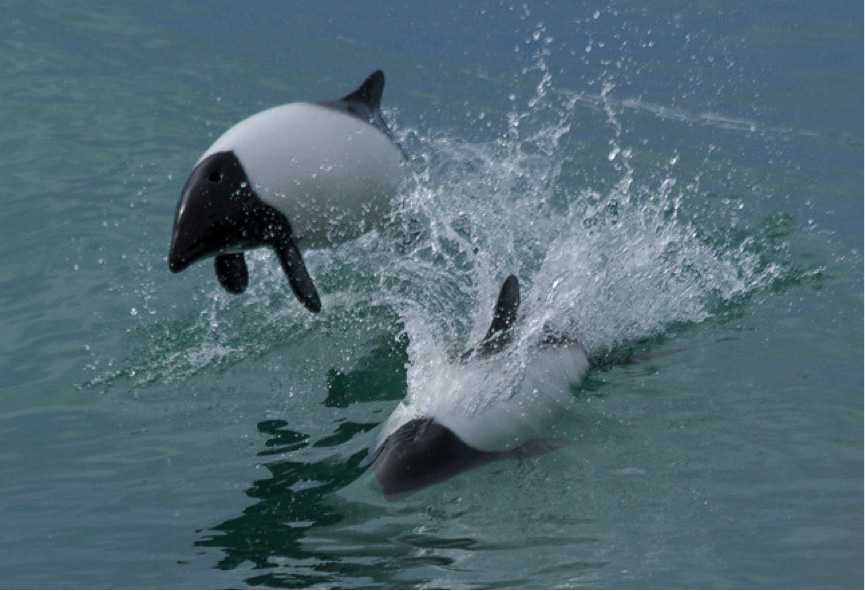 Wildlife in Peninsula Valdés