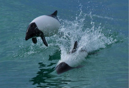 Marine Animals of Patagonia