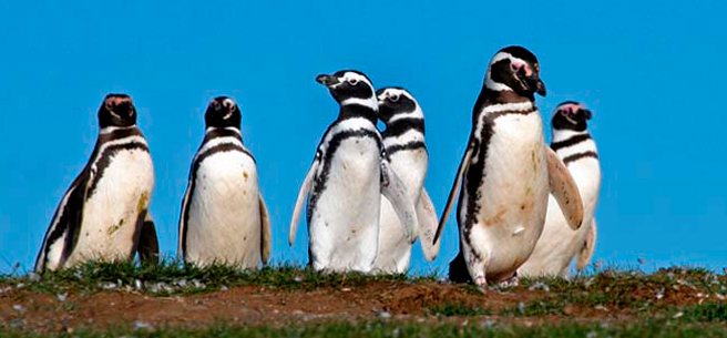 Alternatives to Australis cruises