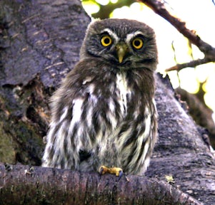 Pygmy Owl, Patagonia, Argentina
