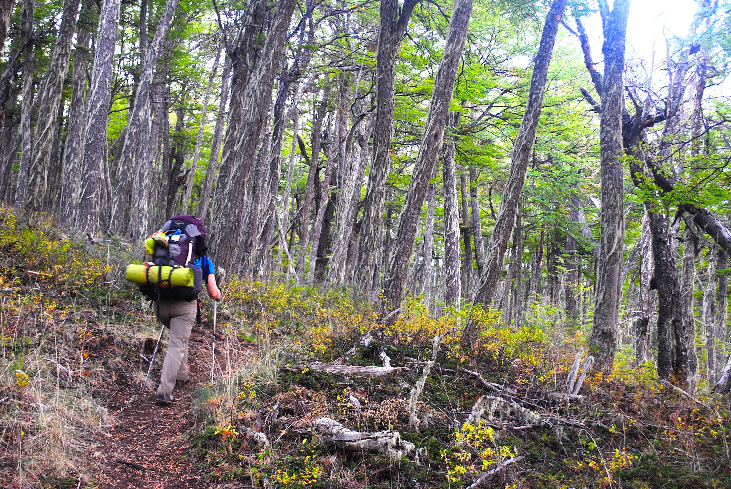 Trekking in Aysen, Patagonia