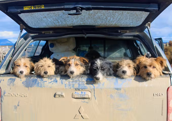 Dogs at estancia la peninsula
