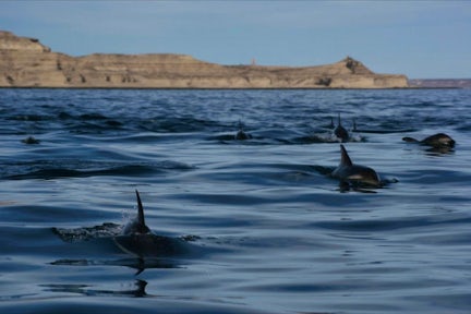 Marine Animals of Patagonia