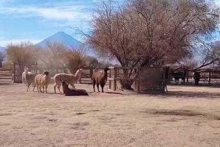 Puribeter horse ride, Atacama, Chile