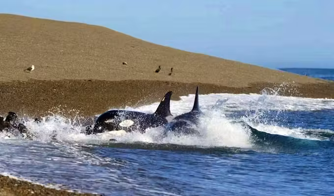 Peninsula Valdés Wildlife In Depth