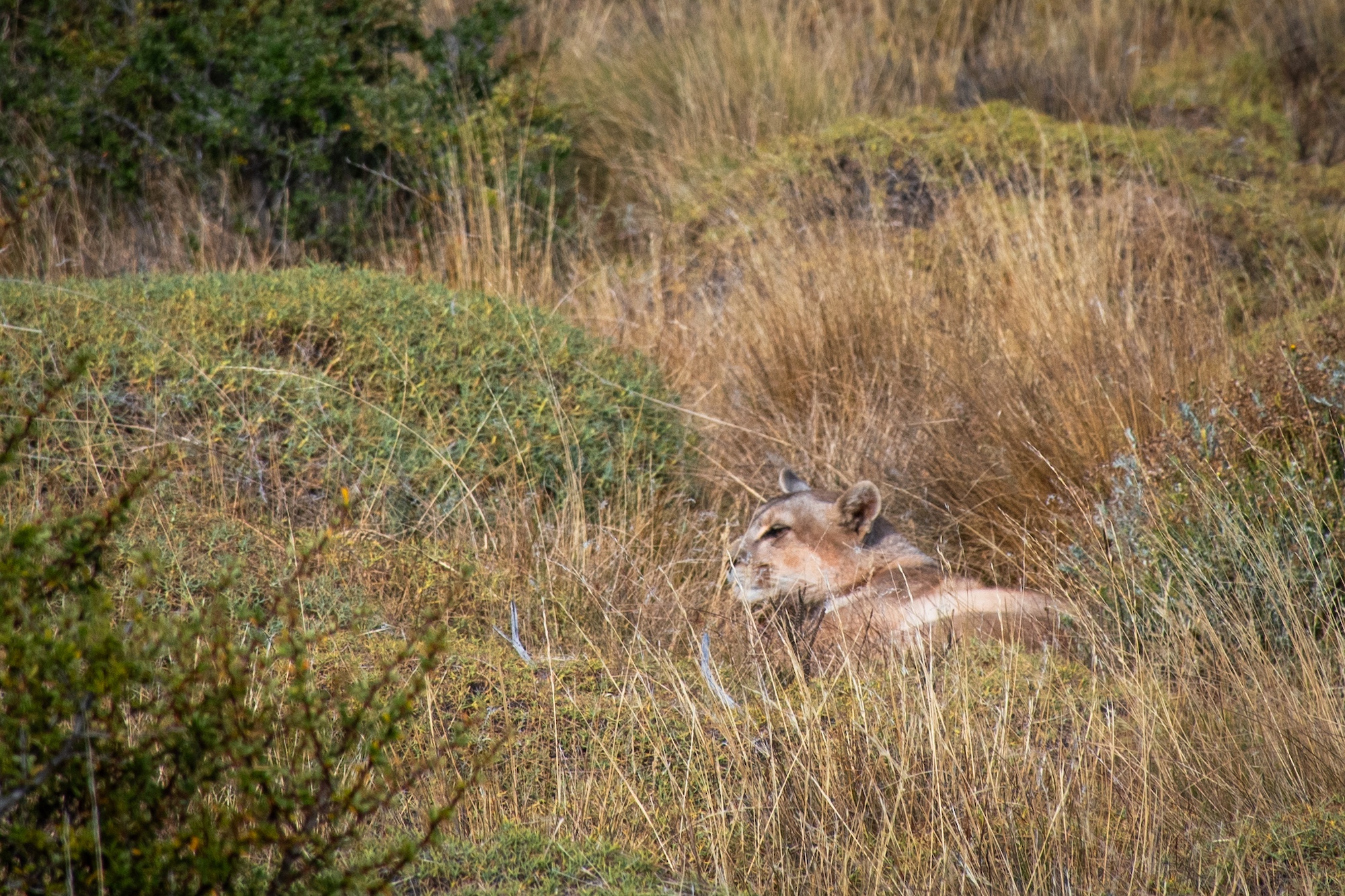 Explora Torres del Paine - puma