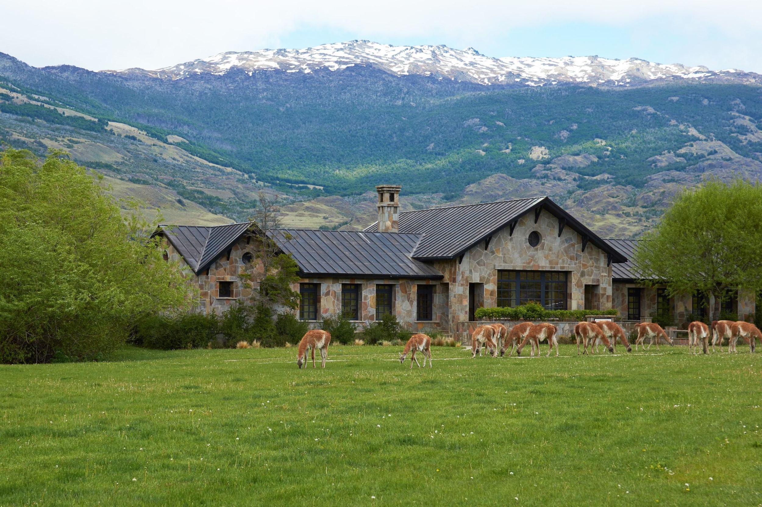 Explora Patagonia National Park grounds, guanacos