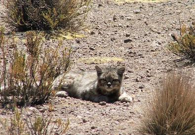 Andean Cat