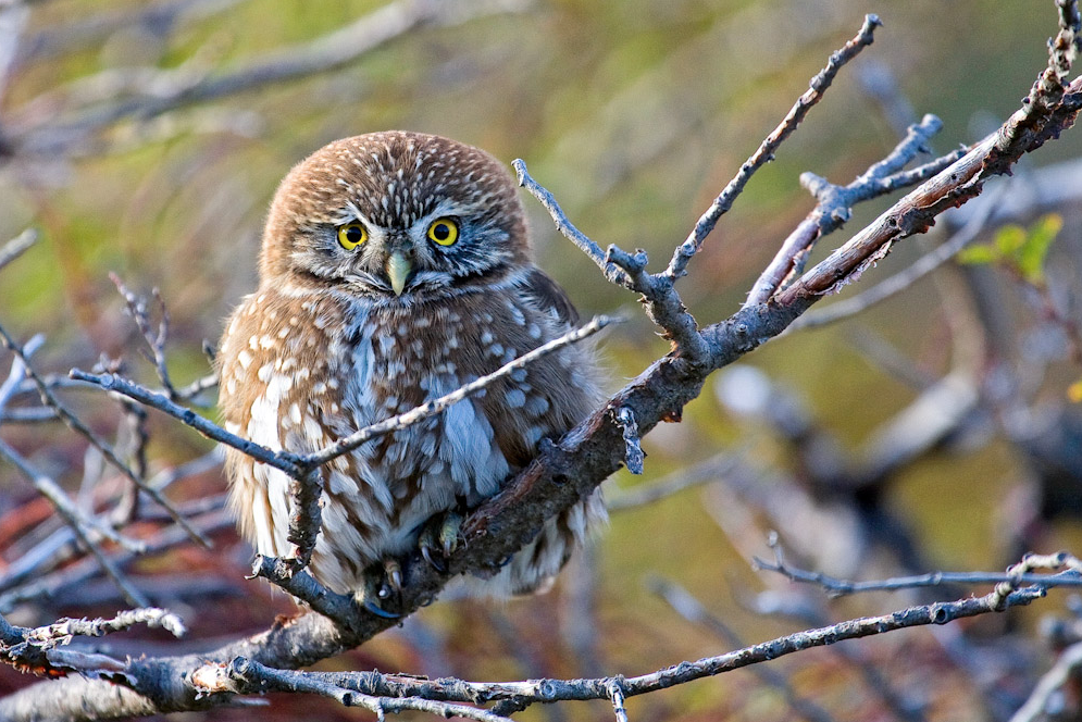 Austral Pygmy-Owl