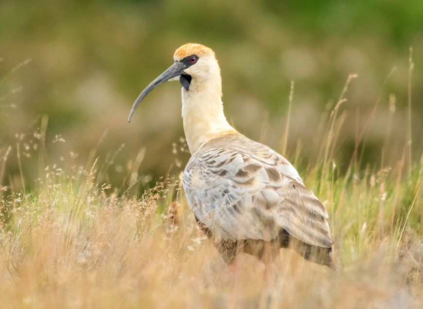Birds Black-faced Ibis