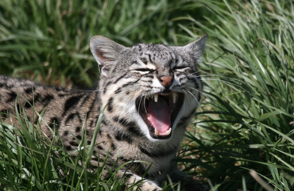 Geoffroys cat