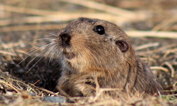 Magellanic Tuco-tuco