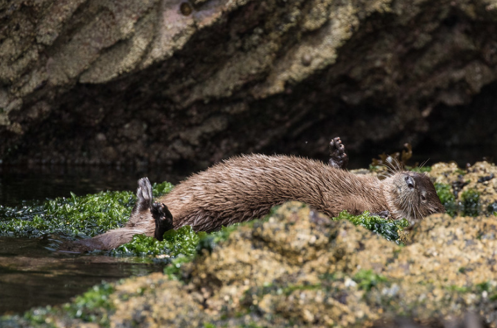 Marine otter 