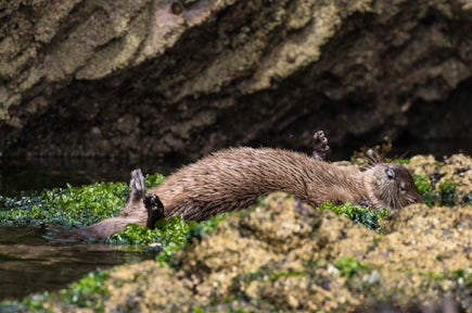 Marine otter