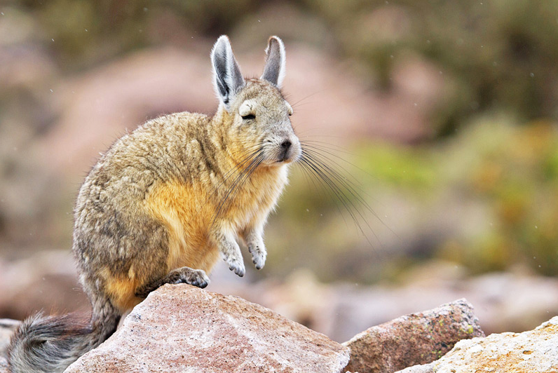 Mountain Viscacha