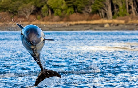 Peale's Dolphin