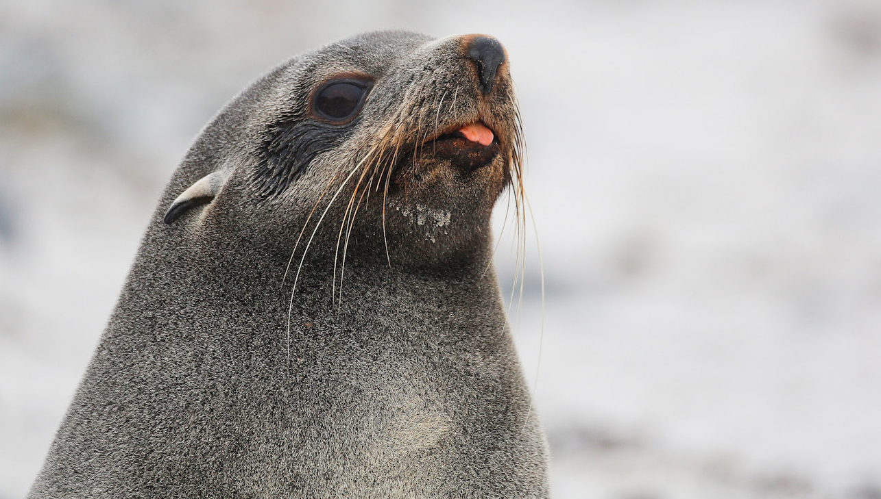 Southern Fur Seal
