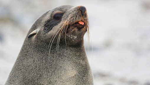 Southern Fur Seal