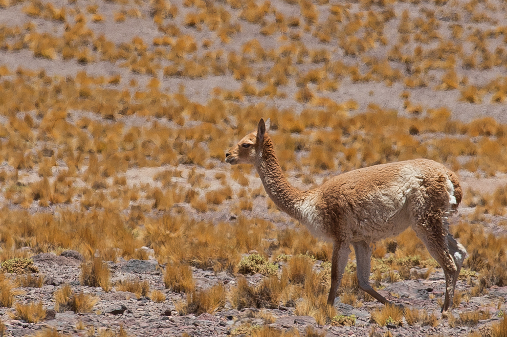 Vicuna 