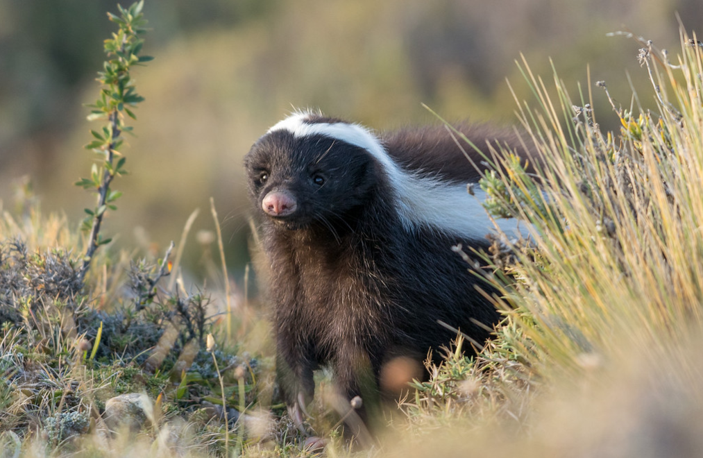 hog-nosed skunk 
