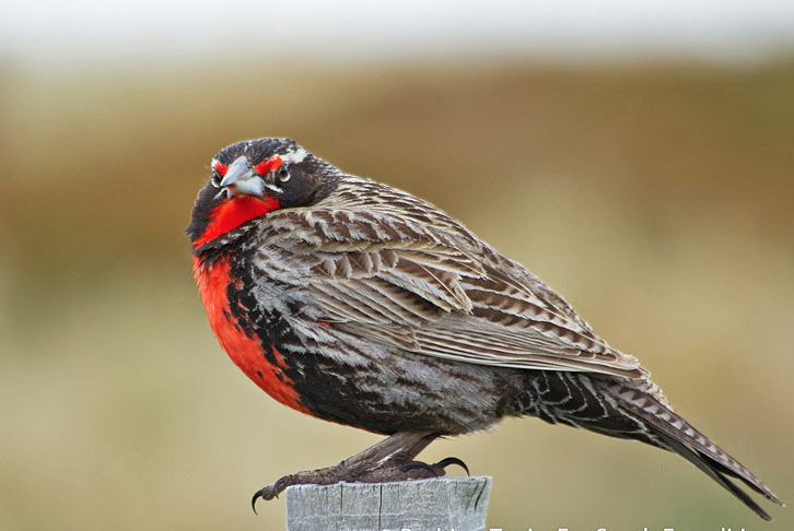 Birds long tailed meadowlark