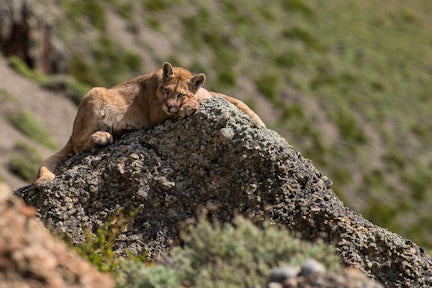 Puma 369 watch deals