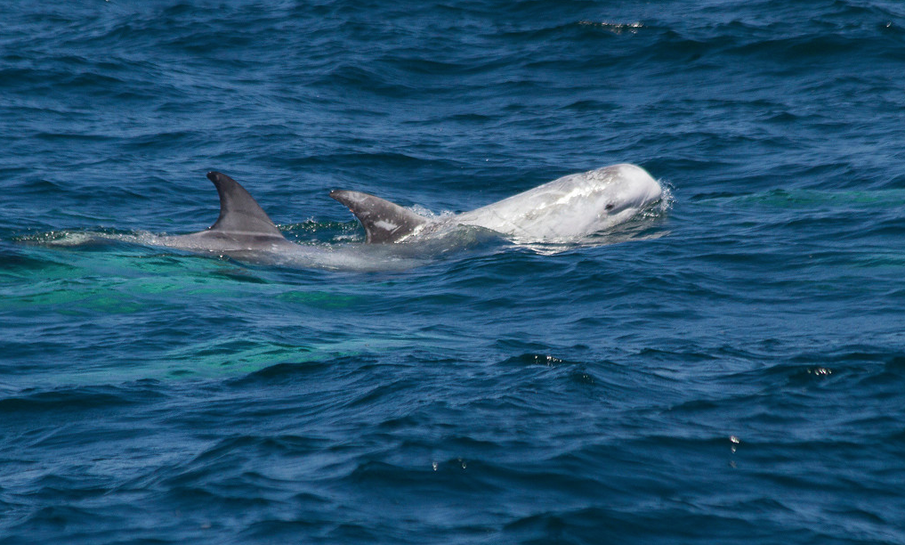 risso's dolphin