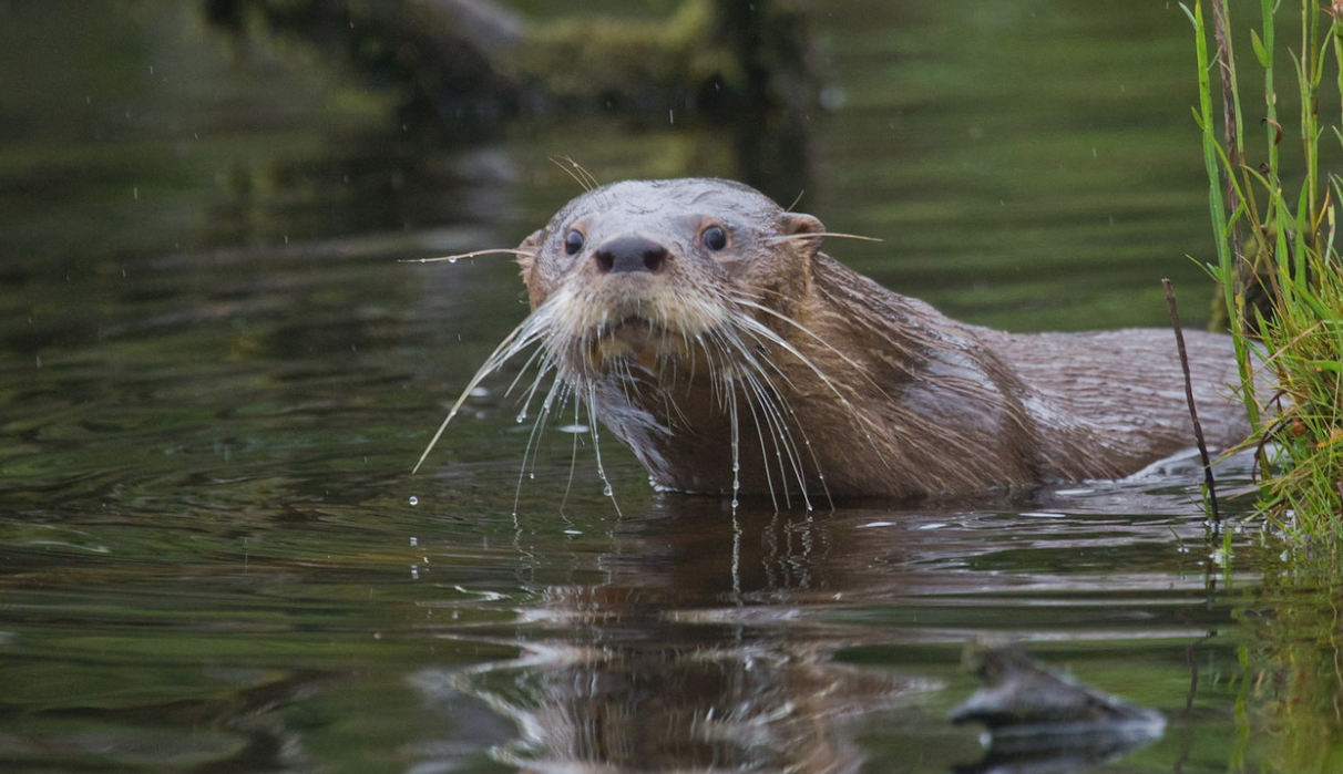 southern River Otter