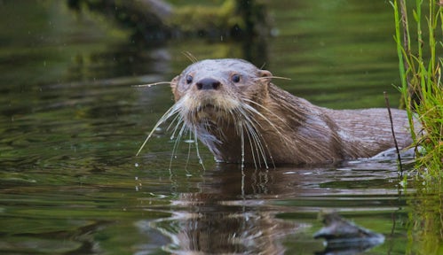 southern River Otter