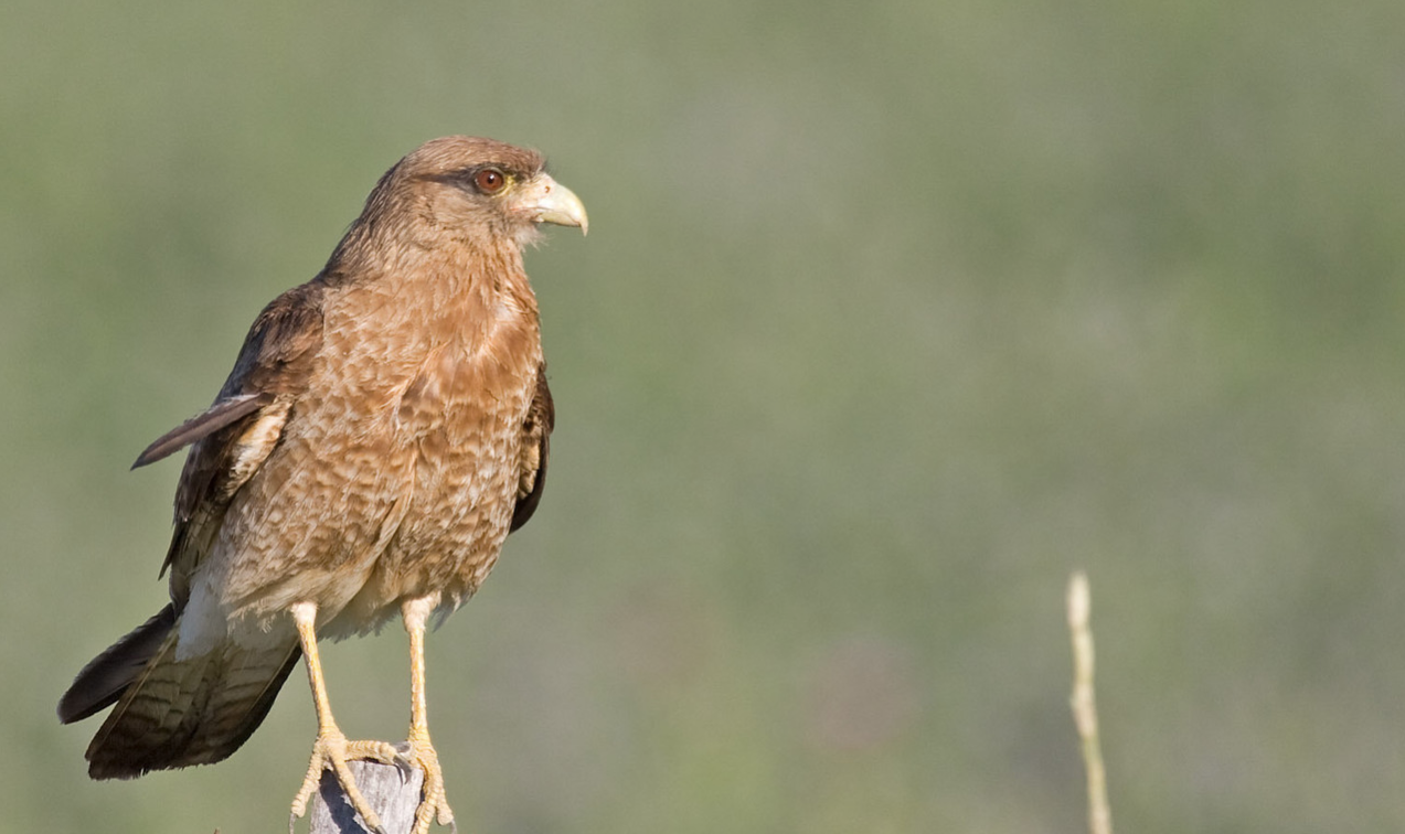 Bird Chimango Caracara