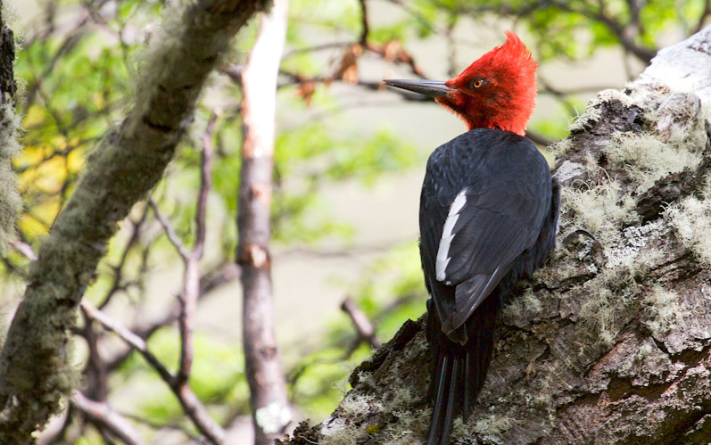 Magellanic Woodpecker