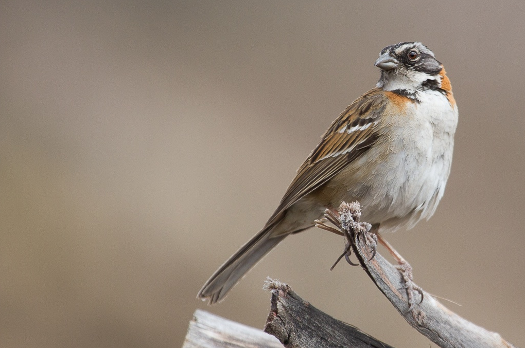 Rufous-collared Sparrow